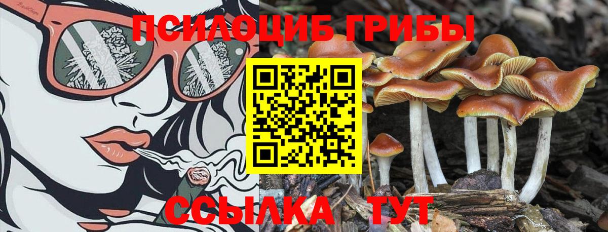 Псилоцибиновые грибы Psilocybe  Вход с VPN  Павлово 